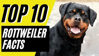 Rottweiler Dog - TOP 10 FACTS and Things to Know