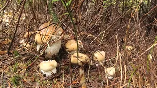 Large scatters of young porcini mushrooms in combination with big porcini mushrooms.