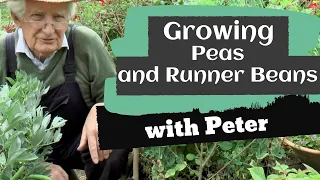 Growing Peas and Runner Beans | Garden Ideas | Peter Seabrook