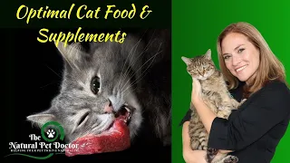 Optimal Cat Food & Supplements (For Upper Respiratory Infections) with Dr. Katie Woodley