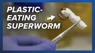 Plastic-eating ‘superworm’ guts could help solve plastic pollution 🪱