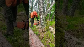 психанул #stihl #lesorub #shorts