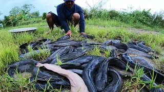 amazing fishing! a lot of catch catfish in under grass in raining catch by hand  a fisherman skill