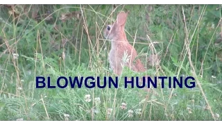(GRAPHIC) BlowGun Hunting Rabbit