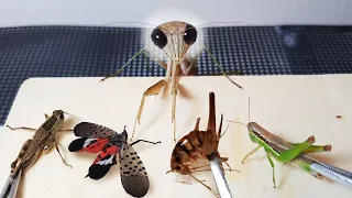 Praying Mantis eating show(mukbang) / grasshopper, locust, spotted lanternfly, camel cricket