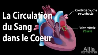 La Circulation du Sang dans le Coeur, Animation.
