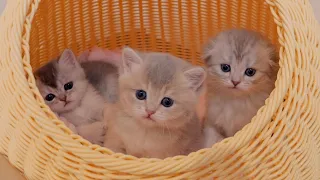 A cute kitten takes shelter and watches over a fierce parent-child fight.