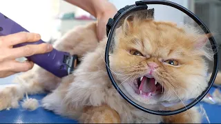 ANGRY PERSIAN CAT!! But she loves bathing ❤️🐱