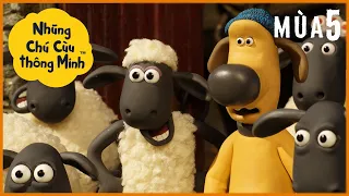 Người trọ láu cá - Timmy và con Rồng | Mùa 5 Tập đầy đủ | Những Chú Cừu Thông Minh