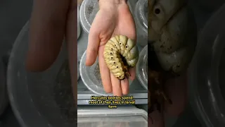 The Largest Larva Hercules Beetle #shorts #animals #pets