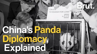 China's Panda Diplomacy, Explained