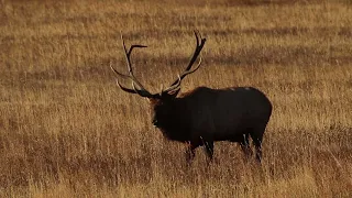 2016 09 25 Rocky Mountain National Park Elk Rut