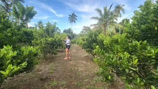 Puhunan sa unang taon ng Calamansi Farm