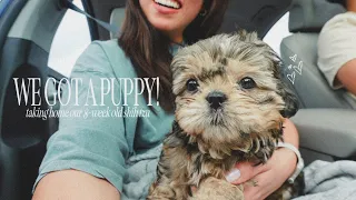WE GOT A PUPPY! taking home our 8 week old shih tzu boy, the full story, his name