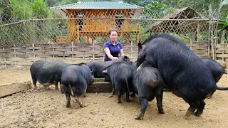 Harvesting the Orange Garden Goes to the market to sell - Cooking - Animals care | Farm life