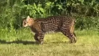 Big cats wild in Britain? 'Lynx' spotted in village in Wales