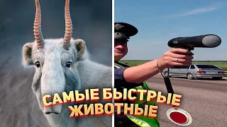 Самое быстрое животное в Мире