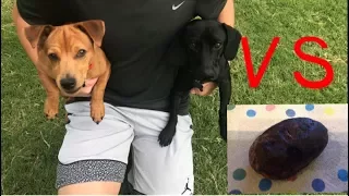 Wiener dog vs burnt potato (Surprising Result)