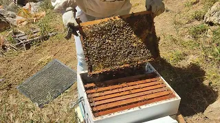 αφαίρεση πλαισίων langstroth από την dadant