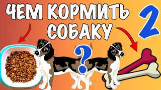 Корм для собаки – Часть 2 🐶 СУХОЙ КОРМ vs НАТУРАЛЬНЫЙ 🐕 Чем кормить собаку?