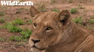 WildEarth - Sunrise  Safari - 03 Nov 2022