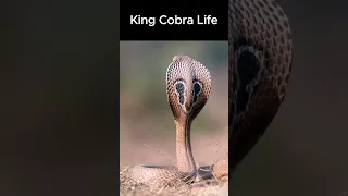 King Cobra Short Video 2024 | King Cobra Life #cobra