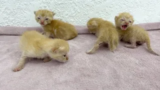 Hungry little kittens meow and squeak loudly | Stunning reaction of mama cat