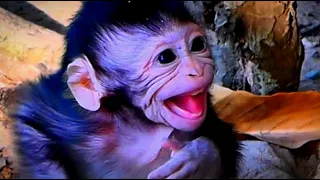 Painful heart! All Request Milk Of Cutest Baby Monkey  Rejected And Warmed By Mom Monkey