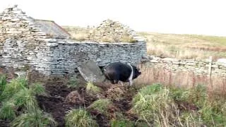 Saddleback pig in a flap over a chicken