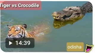 Tiger vs crocodile deth in 1☹️☹️☹️ in front of odisha