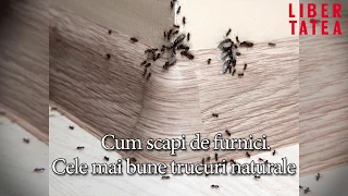 Cum scapi de furnici. Cele mai bune trucuri naturale
