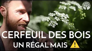 Cerfeuil des bois un régal mais ⚠️