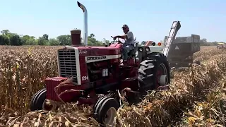 Farmall 1206 Picking Corn at the 2023 Half Century of Progress Show