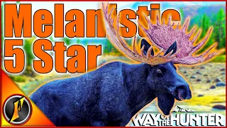 HE MADE IT!!! | 5 Star MELANISTIC Alaska Moose! | Way of the Hunter