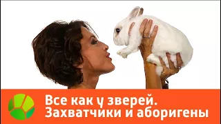 Все как у зверей. Захватчики и аборигены | Живая Планета