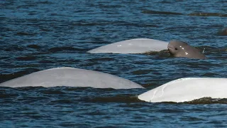 Species in the Spotlight: Cook Inlet Beluga Whale