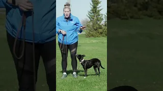 Puppy Leash Training First Steps!