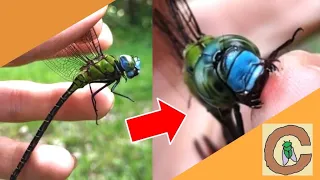 Bit by a GIANT Dragonfly! - Catching Florida Dragonflies