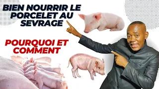 BIEN NOURRIR LE PORCELET AU MOMENT DU SEVRAGE: POURQUOI ET COMMENT