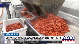 Crawfish Comeback: Crawfish prices slowly declining