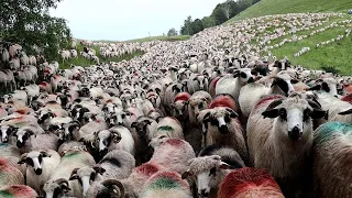 96,7 Million Farm Animals In Australia Are Raised This Way - Australian Farming Documentary