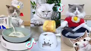 That Little Puff | Cats Make Food 😻 | Kitty God & Others | TikTok 2024 #21
