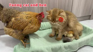 The hen's reaction is funny cute!This cat is a smart dog who takes care of the chicks and the family
