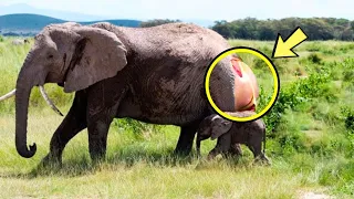 This elephant gave birth and cried for hours, people screamed when they saw her calf