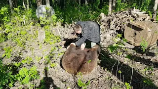 Возилки с медведем Мансуром