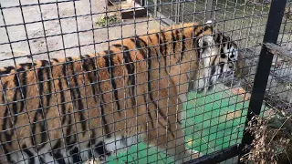 Огромный тигр тоже хочет ласки! A huge tiger wants to be petted too!