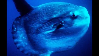 Mola Mola: World's Largest Bony Fish - Deepsea Oddities