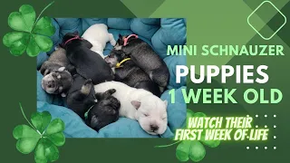 Miniature Schnauzer Puppies Born - 1 week old