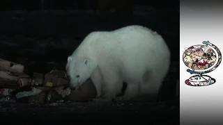 The Canadian Town Living With Polar Bears