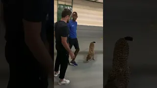 Umar Nurmagomedov & Cheetah - 100% he won't eat Me!